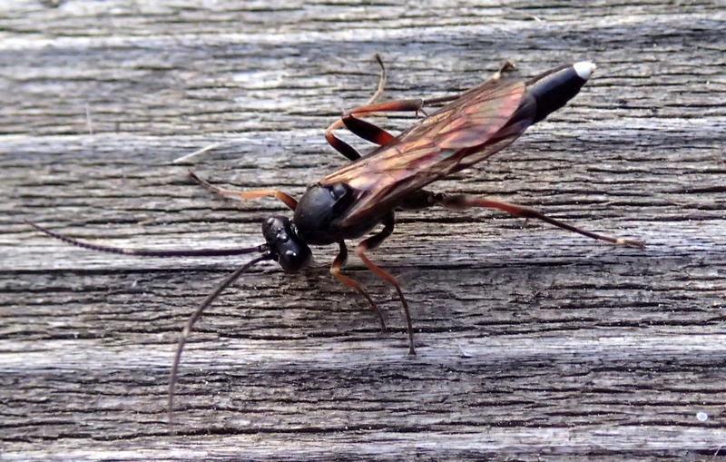 Ichneumonidae da Id.